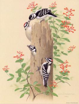 威廉 齊默曼 Downy Woodpecker 威廉 齊默曼 Downy Woodpecker